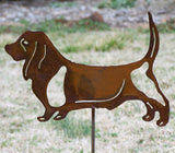 Basset hound standing