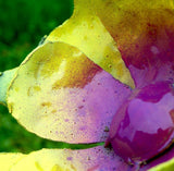 Gabriela flower stake